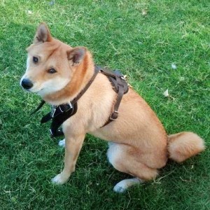 Шлейка из коричневой кожи для сиба-ину «Working Dog»